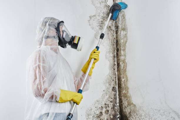 Best Office Mold Removal Services  in Hlsboro, IL