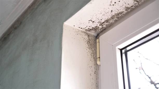 Best Mold Inspection  in Hlsboro, IL