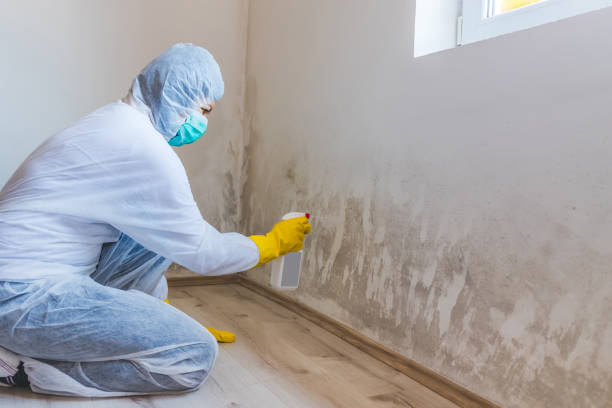 Best Certified Mold Removal  in Hlsboro, IL