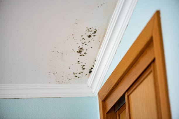 Best Water Damage Restoration  in Hlsboro, IL