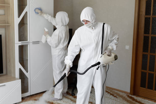 Best Fast Mold Removal  in Hlsboro, IL