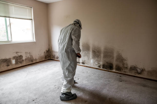 Best Professional Mold Removal  in Hlsboro, IL