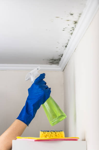 Best Affordable Mold Removal  in Hlsboro, IL
