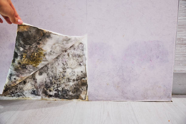 Best Toxic Mold Removal  in Hlsboro, IL
